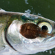 Piojo de mar sobre un alevín de salmón. Foto: Wild Fish Conservancy
